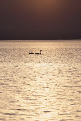 Fototapeta premium Two swans at sunset teenager swimming in the lake