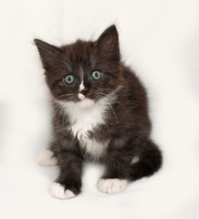 Siberian fluffy kitten sitting  on gray