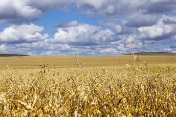 Oat Field