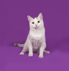 White cat with gray spots sitting on lilac