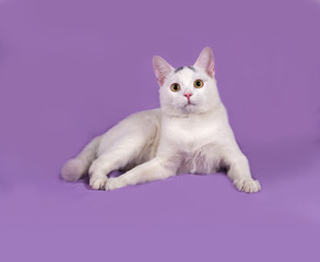 White cat with gray spots lies on lilac