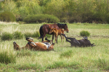 Group wills grazing and playing Horses