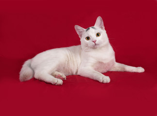 White cat with gray spots lies on red
