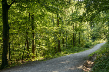 dirt road in the woods, Stuttgart