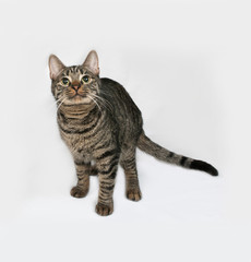 Striped cat standing on gray