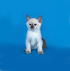 Thai white kitten sitting on blue