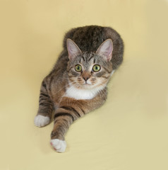 Striped and white cat lies on yellow