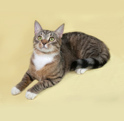 Obraz premium Striped and white cat lies on yellow
