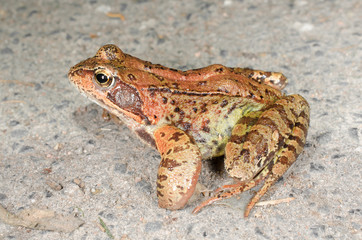 Obraz premium Grasfrosch