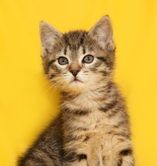 Tabby kitten sitting on yellow