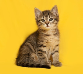 Tabby kitten sitting on yellow