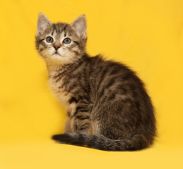 Tabby kitten sitting on yellow