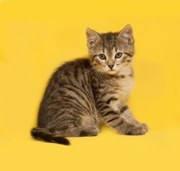 Fototapeta na wymiar Tabby kitten sitting on yellow