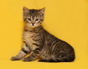 Obraz premium Tabby kitten sitting on yellow