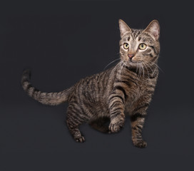 Fototapeta na wymiar Striped cat standing on dark gray