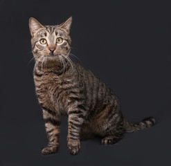 Fototapeta na wymiar Striped cat sitting on dark gray