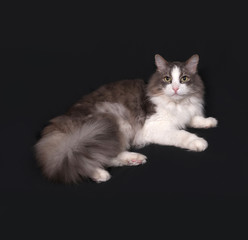 Gray and white fluffy cat lying on dark gray