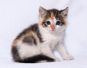 Tricolor fluffy kitten sitting on gray