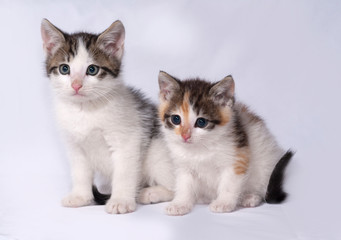 Fototapeta na wymiar Two white and striped kitten lying on gray