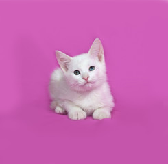 Fluffy white kitten lies on pink