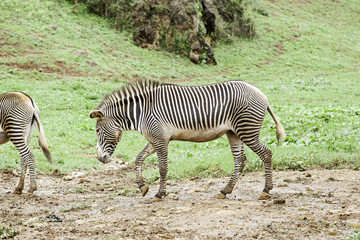 Fototapeta na wymiar Wild zebras in the wild