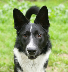 Fototapeta premium Black and white dog on background of grass