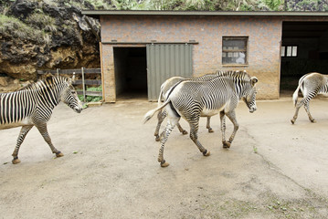 Wild zebras in the wild