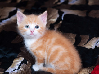 Fototapeta na wymiar Red and white fluffy kitten standing on bed