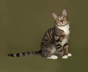 Obraz premium Pręgowany i biały kot siedzi na zielono