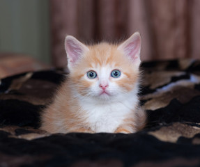 Red and white fluffy kitten lies on bed