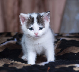 White and gray fluffy kitten standing on bed