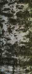 Obraz premium Texture of old birch tree bark with green moss