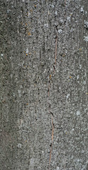 Texture of old tree bark with green moss