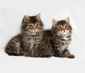 Fototapeta na wymiar Two fluffy Siberian striped kitten lies on gray