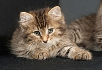 Fototapeta na wymiar Fluffy Siberian striped kitten lies on gray