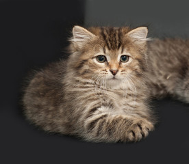 Fototapeta na wymiar Fluffy Siberian striped kitten lies on dark gray