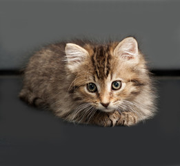 Fluffy Siberian striped kitten lies on gray