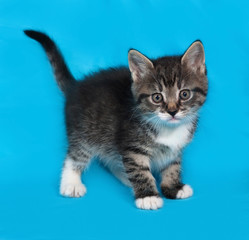 Little tabby and white kitten standing on blue