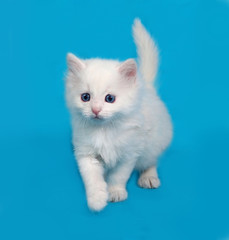 White fluffy kitten going on blue