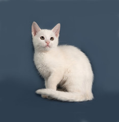 Small white kitten sitting on gray