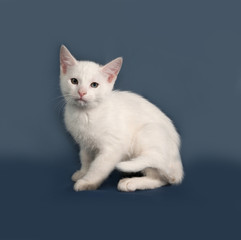Small white kitten sitting on gray