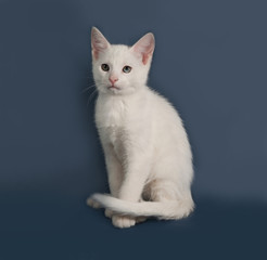 Obraz premium Mały biały kotek siedzi na szarym