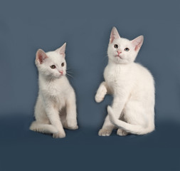 Two small white kitten sitting on gray