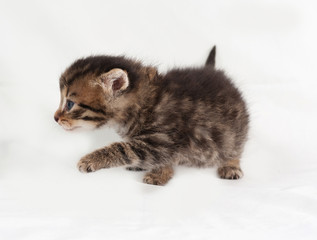 Little tabby kitten goes on gray