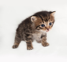 Little tabby kitten standing on gray