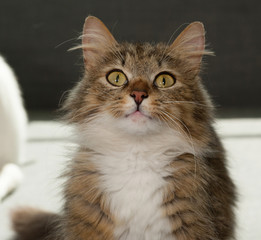 Tabby cat on gray