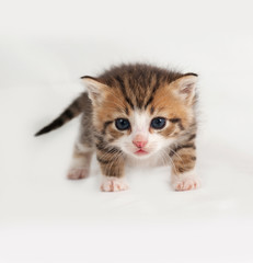 Little tabby kitten standing on gray