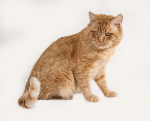 Red cat sitting on gray