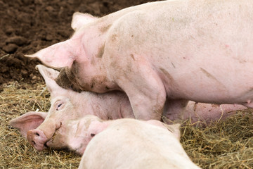 Gl&uuml;ckliche Schweine