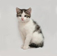 Obraz premium Striped and white kitten sitting on gray